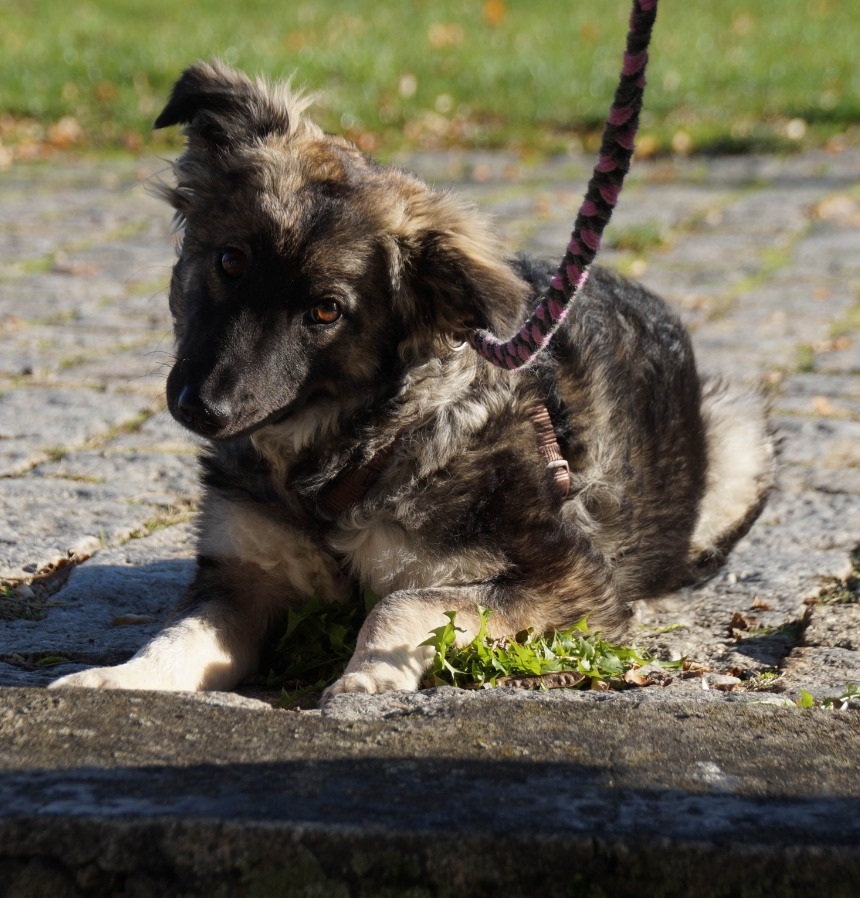 Sally, die mittelgroße Mischlingshündin aus Rumänien, zeigt ihr charmantes Lächeln mit ihren treuen Augen. Sie liebt es, gestreichelt zu werden und bringt Freude in jeden Raum.